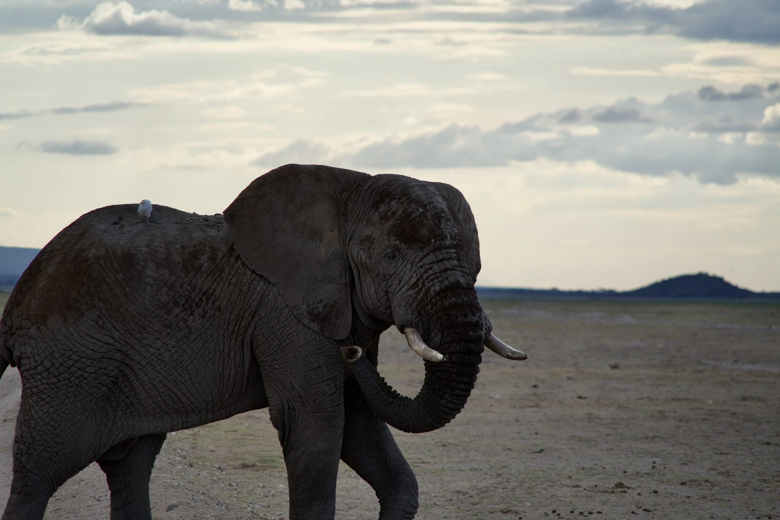 African elephant walking across open savanna at dusk with a small white bird perched on its back.