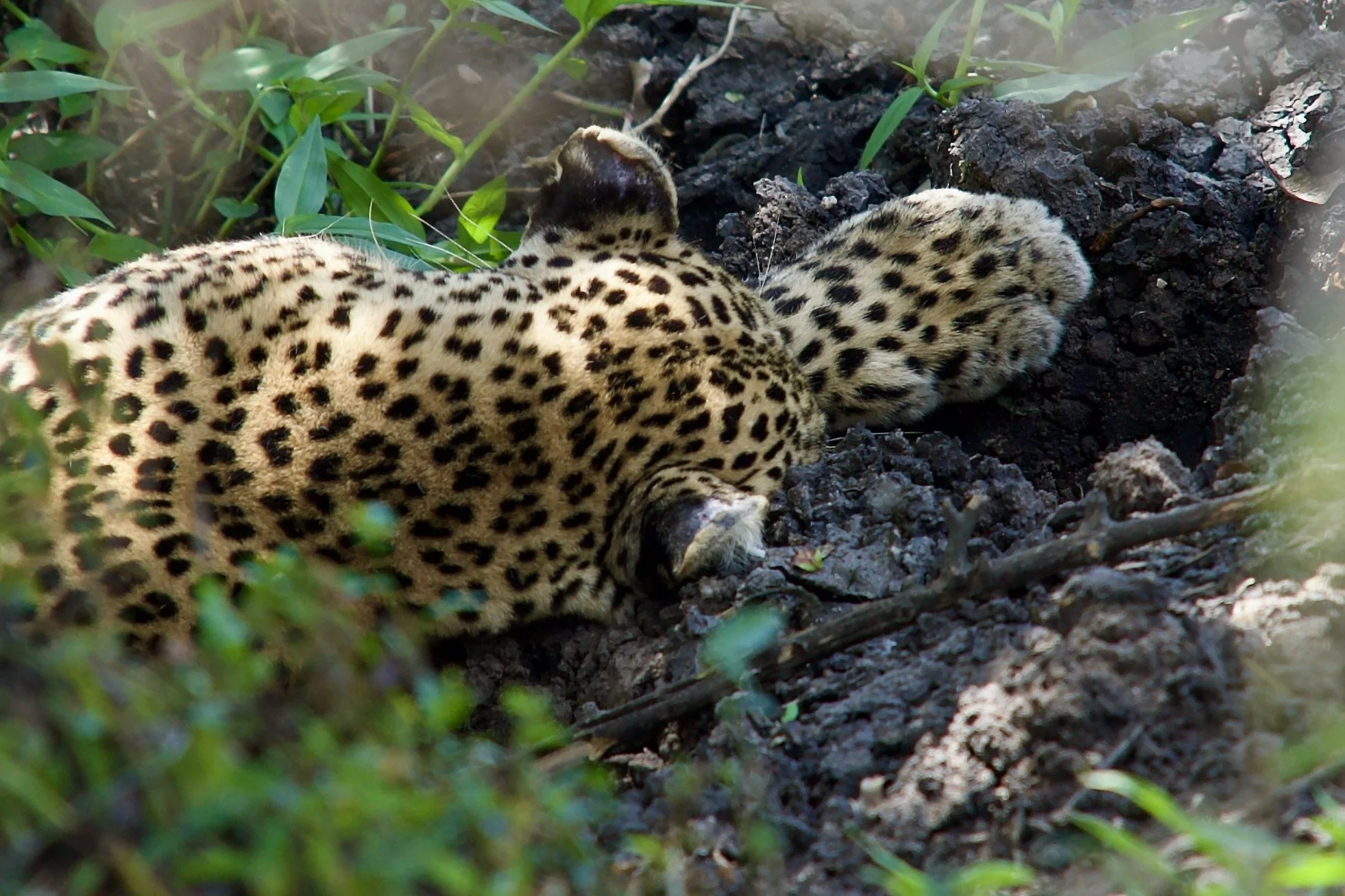 Sleeping leopard curled on dark soil beneath green foliage, close-up of spotted rosettes.