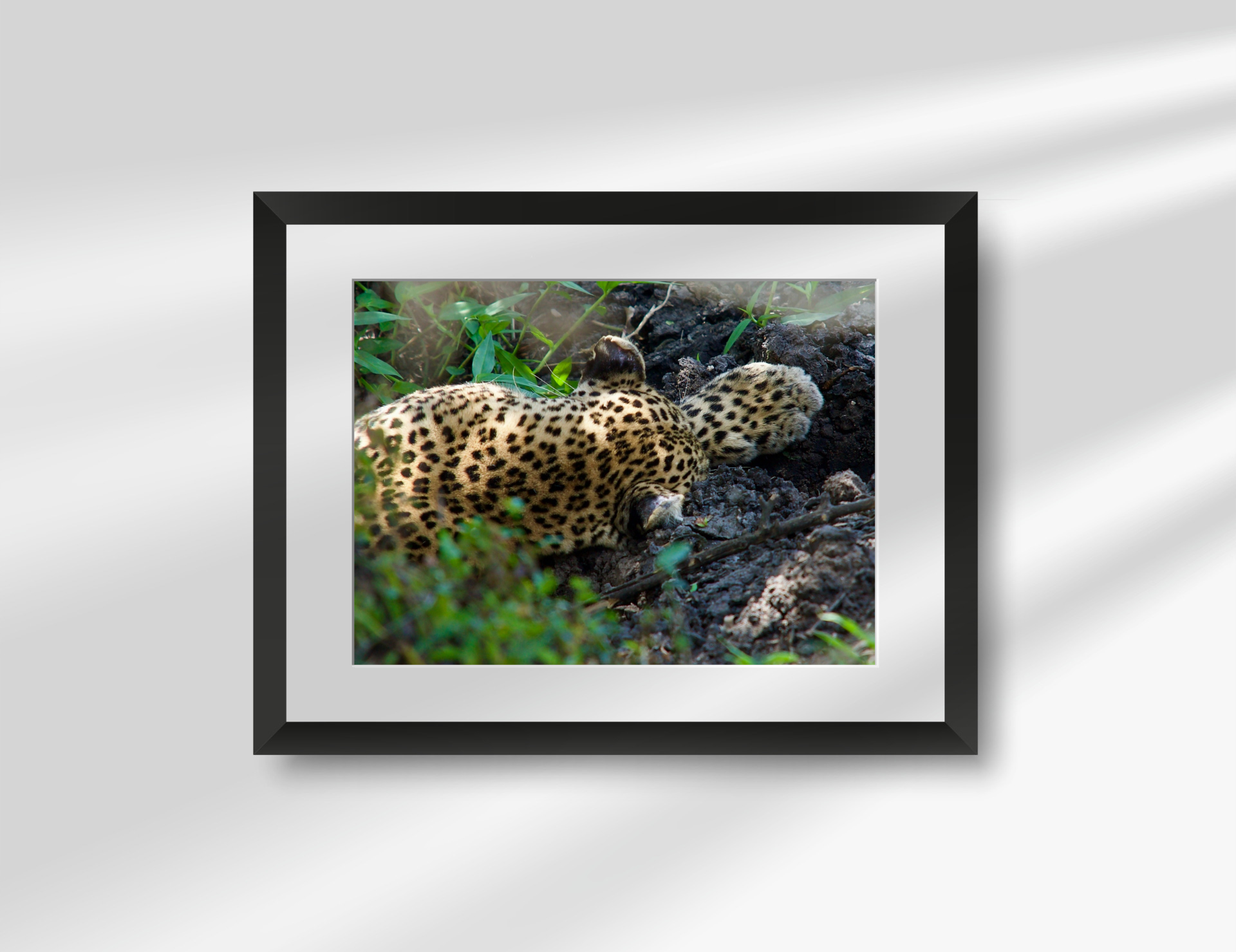 Rare Sleeping Leopard Print