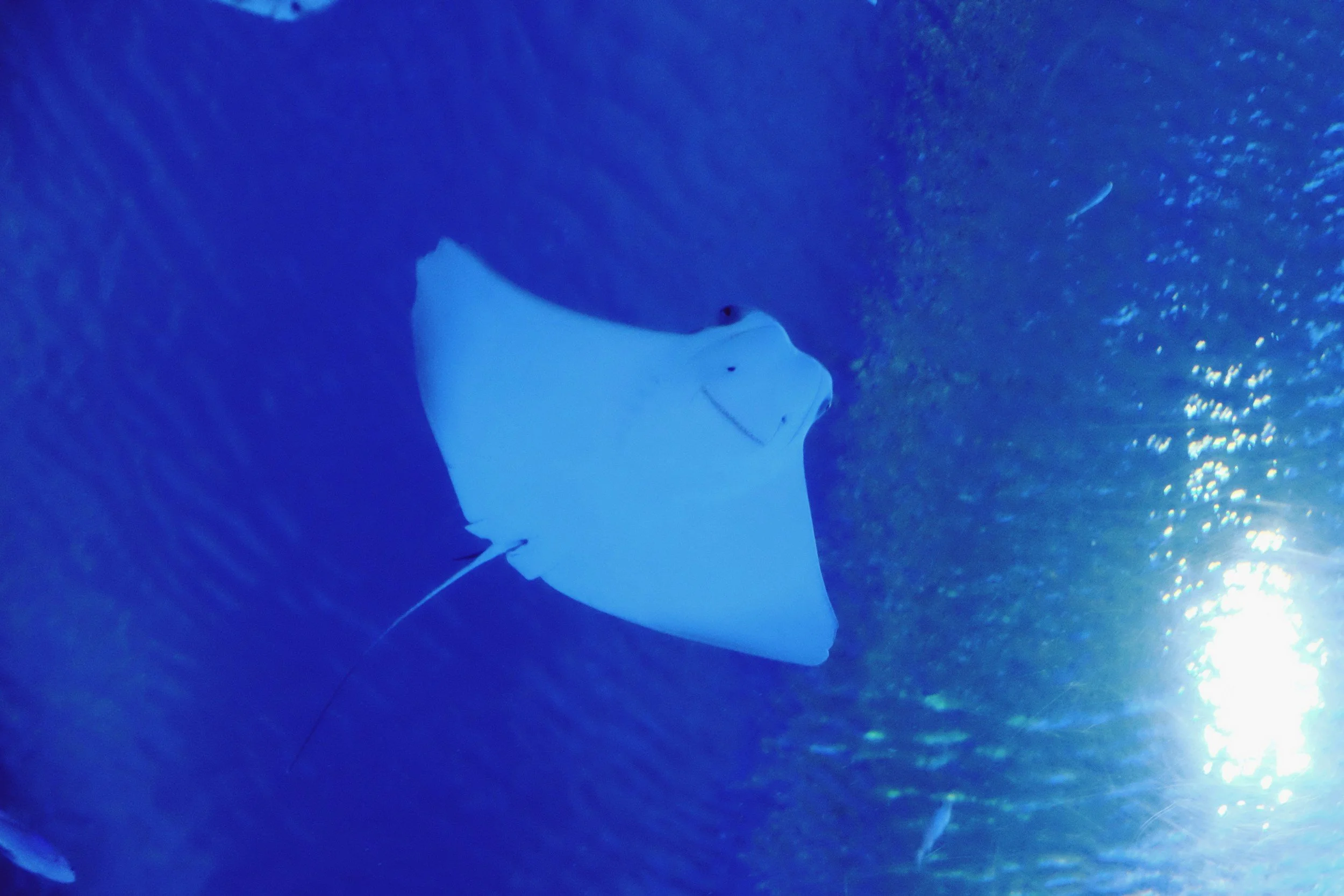 Kona manta ray night snorkel childfree honeymoon