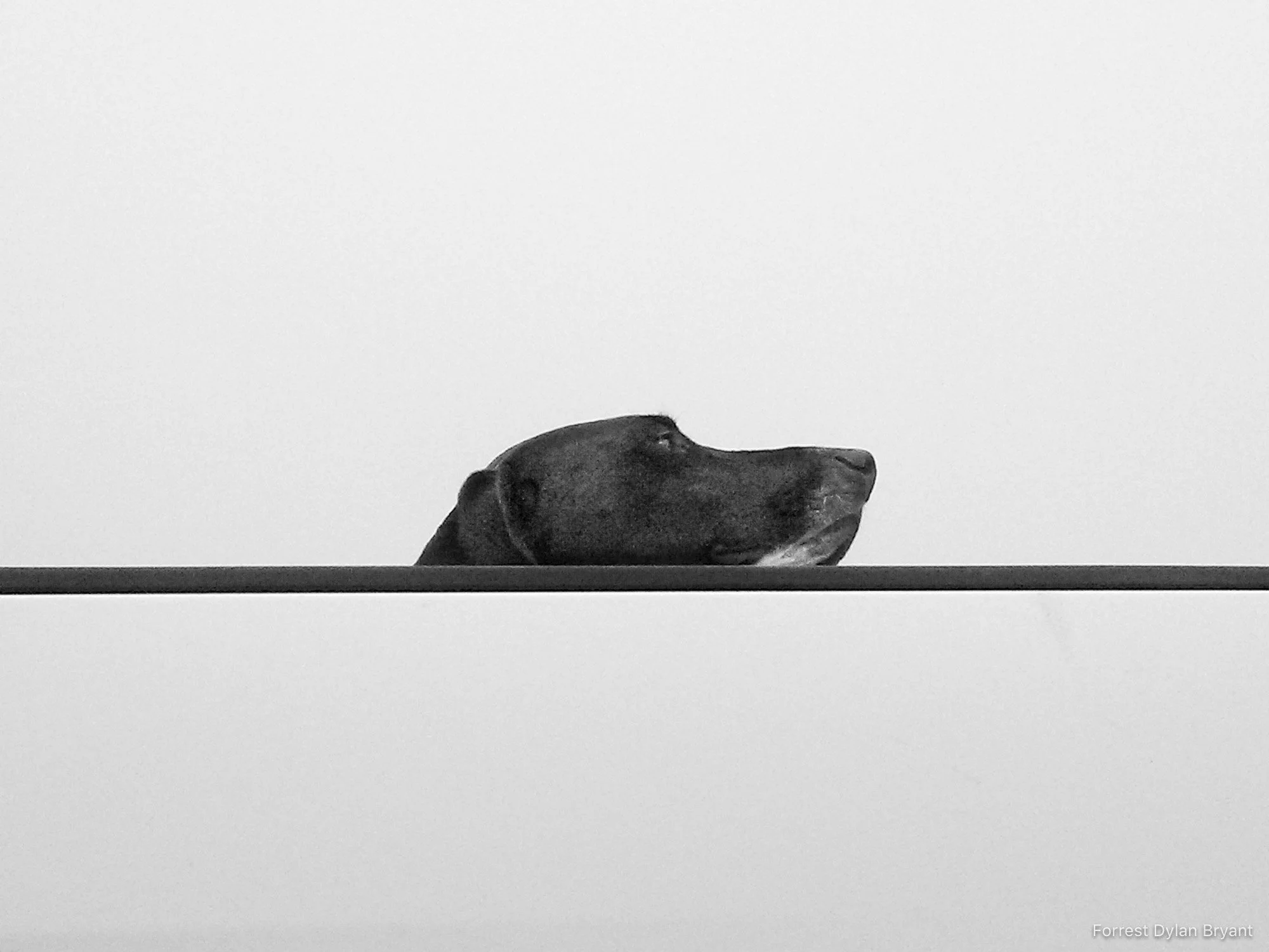 Dog.jpg