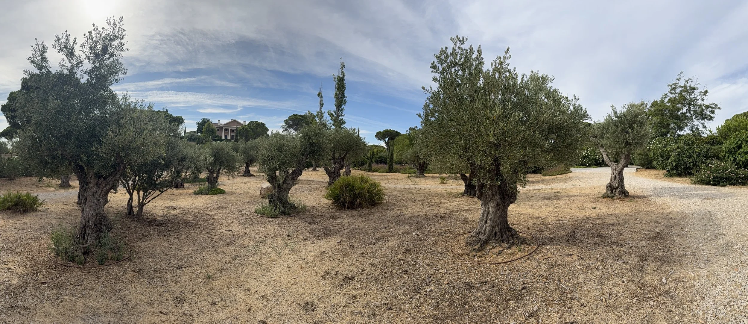 The new Olive Grove