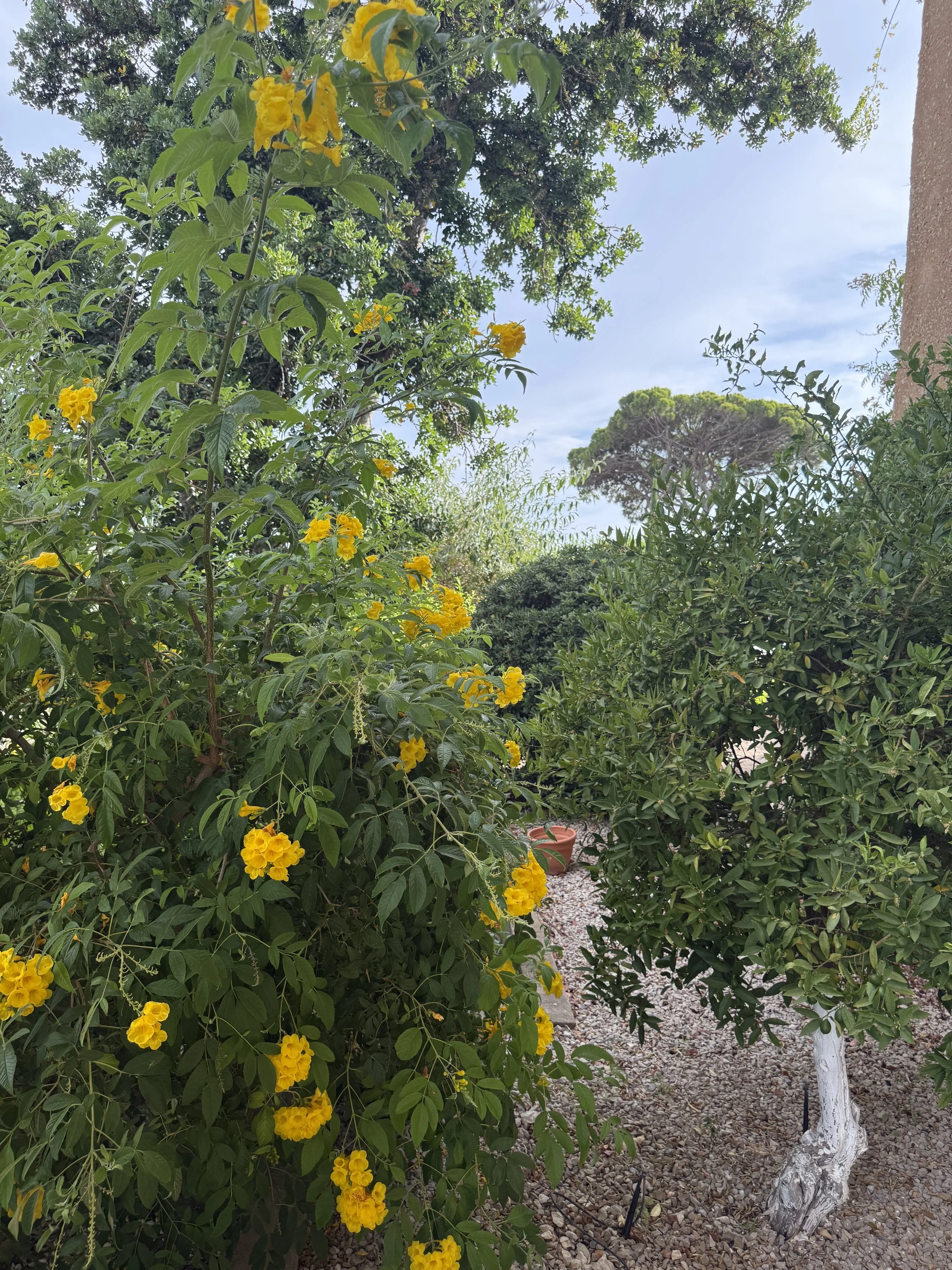IMG_8541.jpeg
