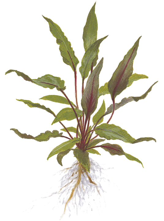 Cryptocoryne beckettii