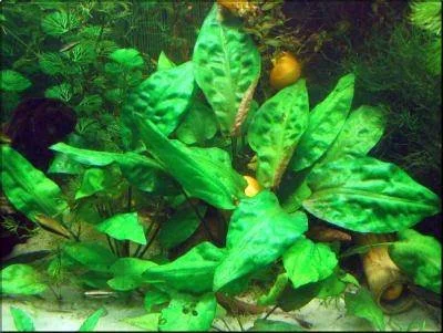 Cryptocoryne pontederiifolia