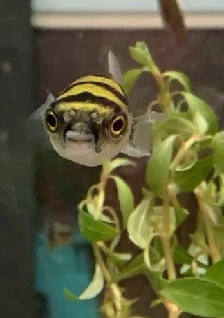 Puffer amazonien (Colomesus asellus)