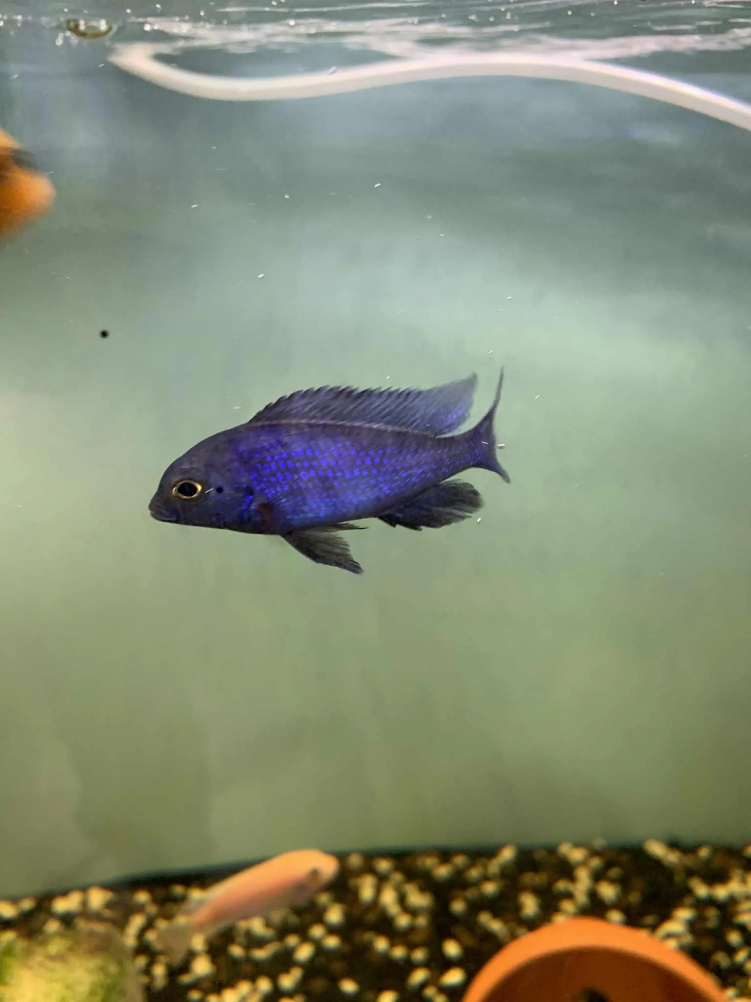 Cichlidé dauphin bleu (Cyrtocara moorii) 2po+