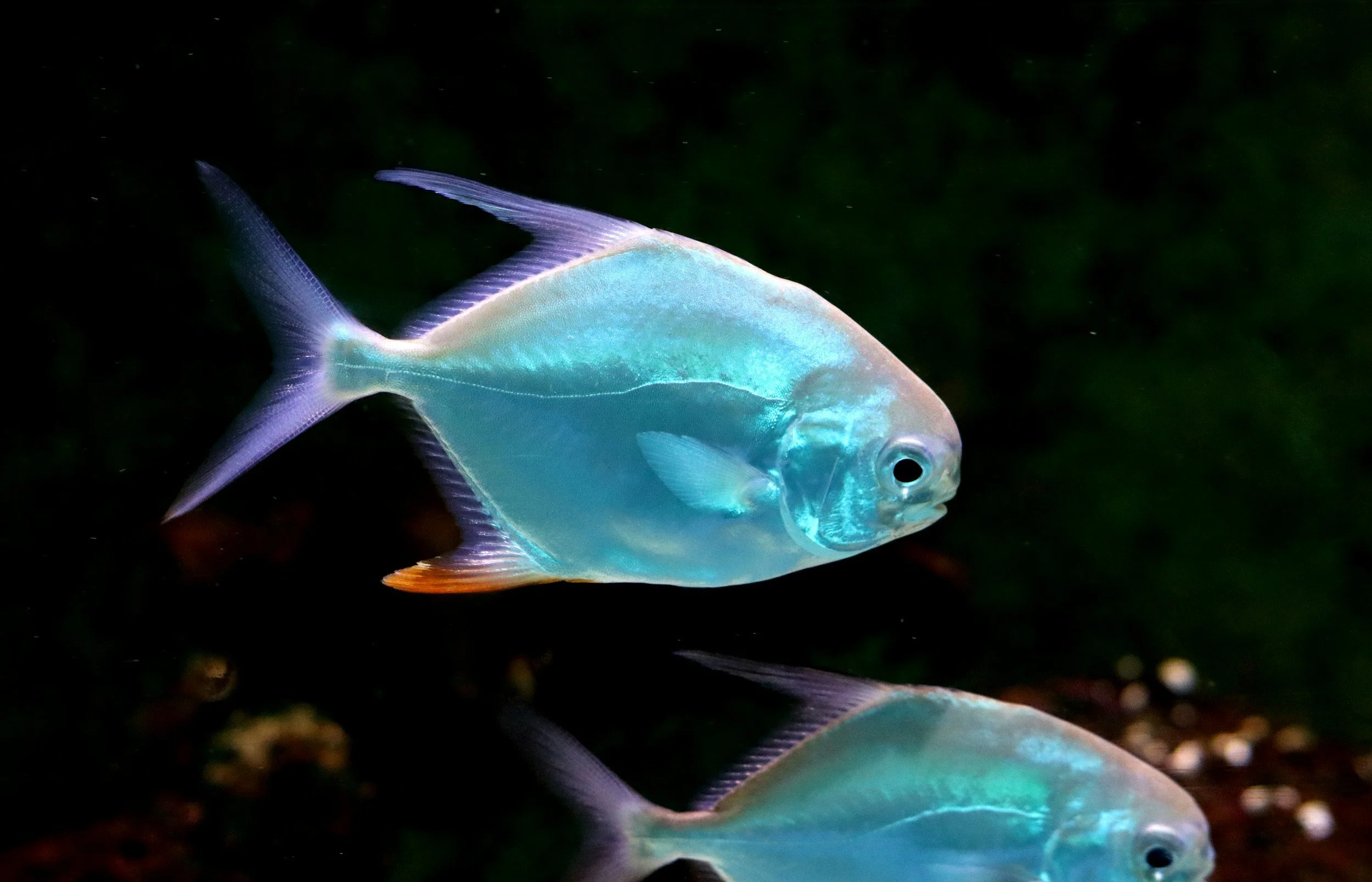 Un poisson d'eau douce turquoise nageant dans l'obscurité de l'eau, avec une reflection en dessous.