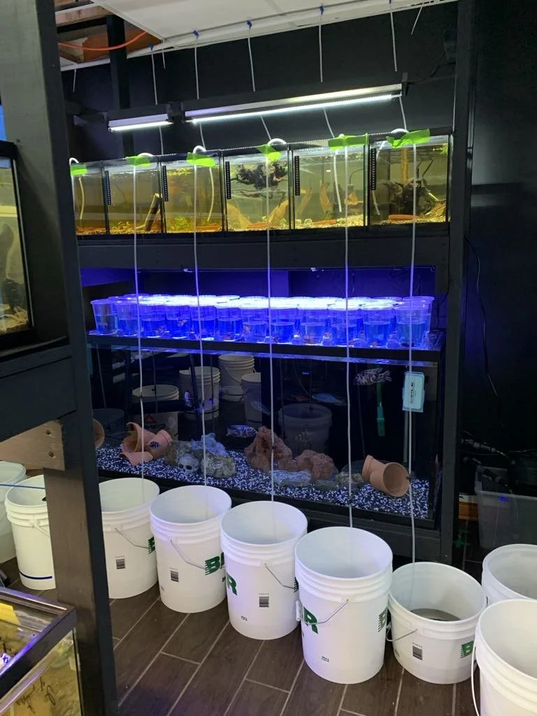 Un aquarium divisé en trois sections avec différents niveaux de lumière et de décor, contenant des déchets ou roches, avec des seaux blancs en dessous et des tuyaux suspendus au-dessus.