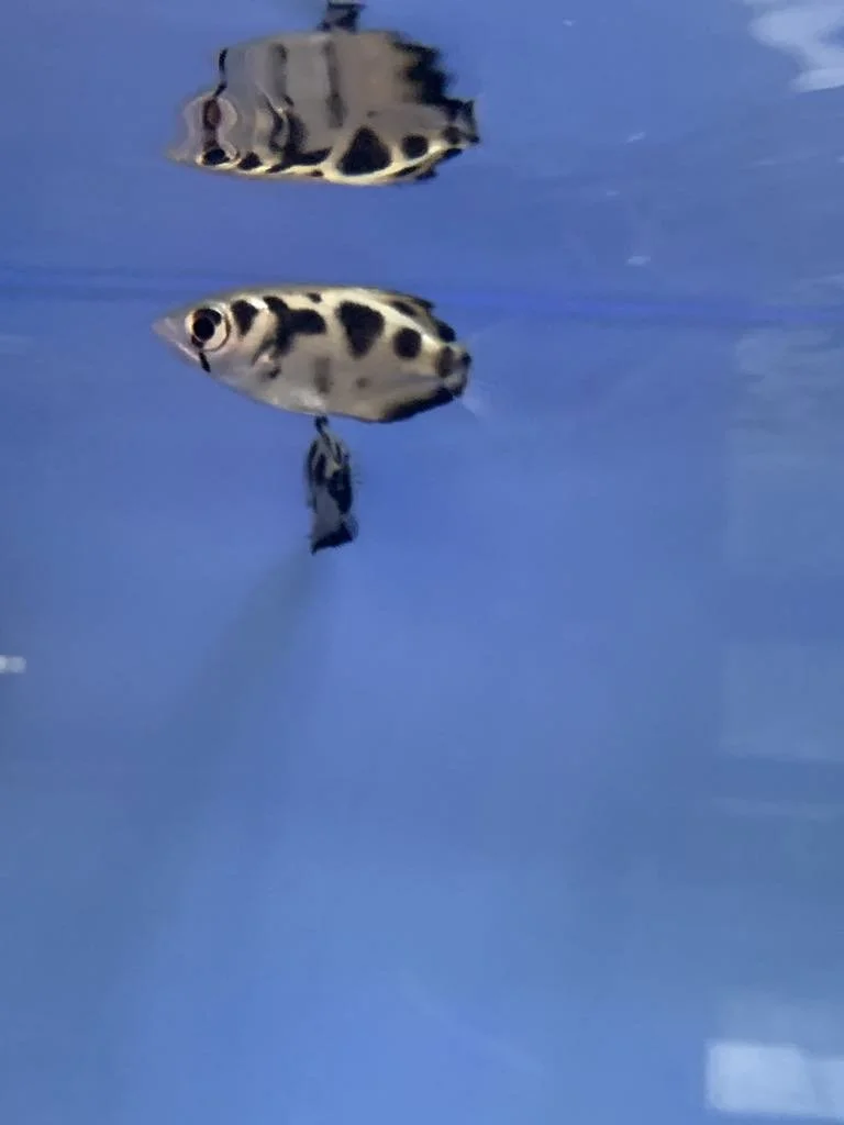 Poisson archer du Myanmar (Toxotes blythii) 2 po+