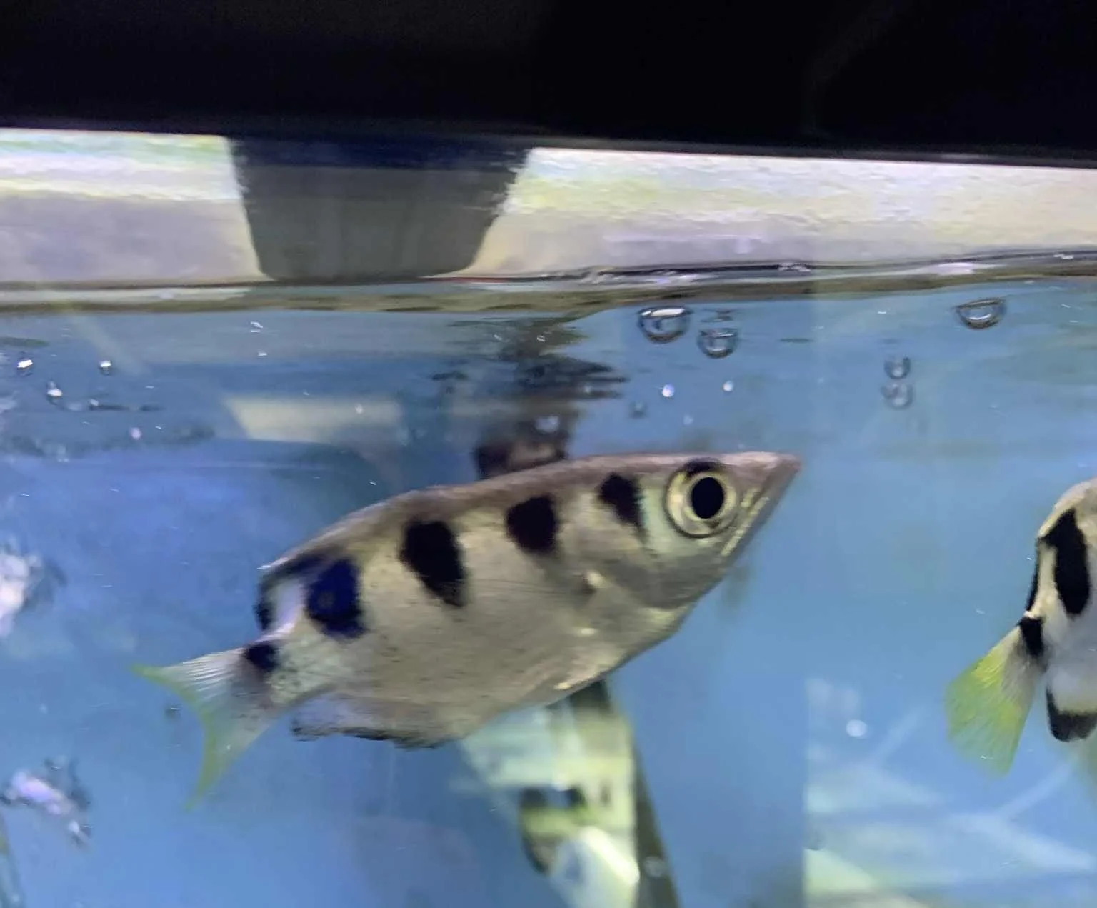 Poisson archer (Toxotes chatareus) 3 po