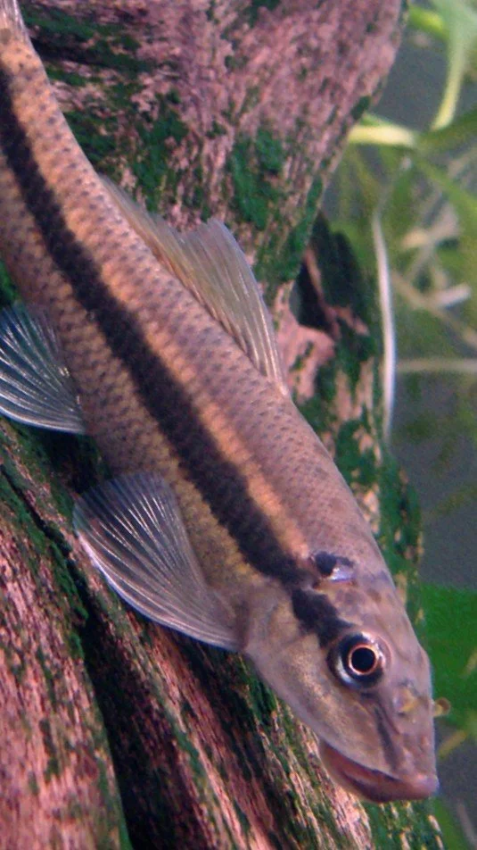 Chinese Algea Eater (Gyrinocheilus aymonieri) 1.5 à 4po +
