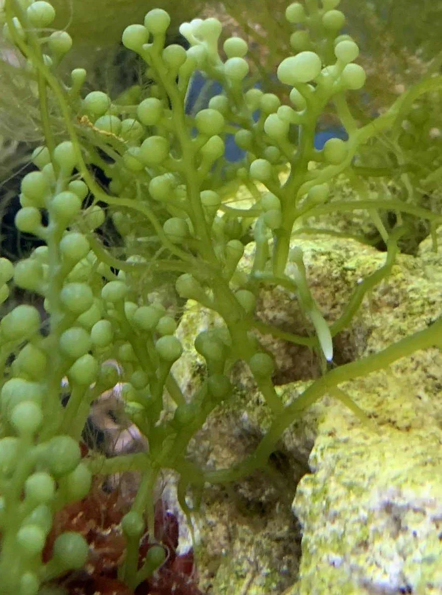 Macro-algue Caulerpa racemosa