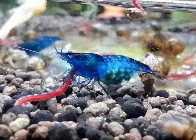 Crevettes Neocaridina Deep Blue