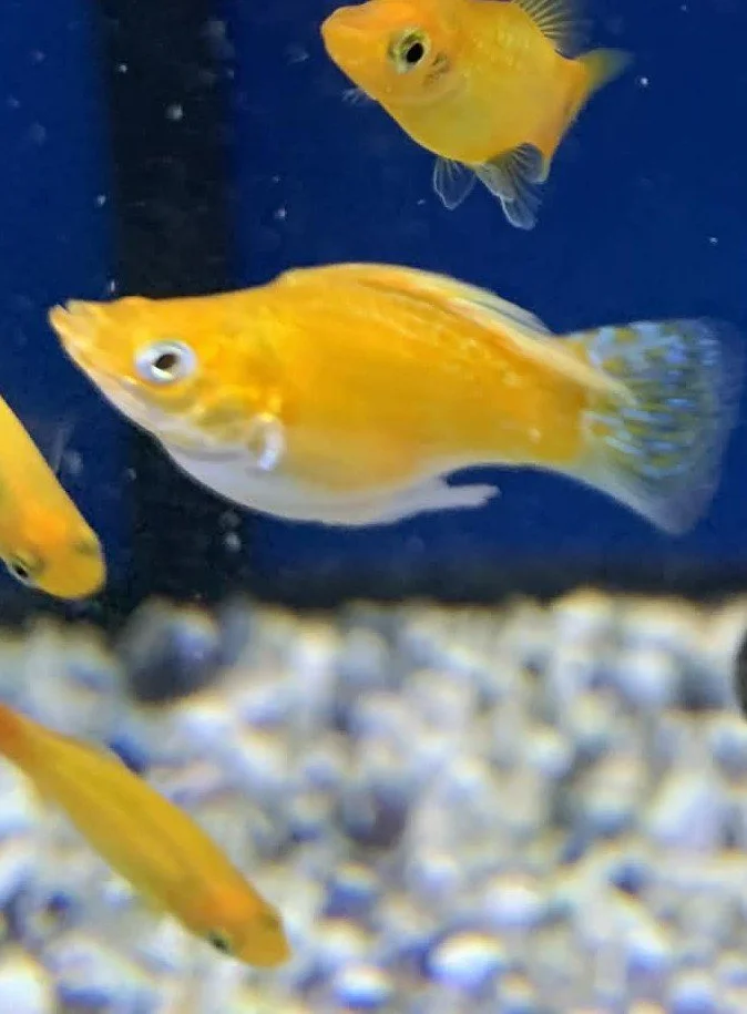 Molly Balloon – couleurs assorties