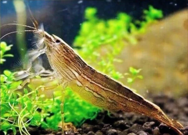 Crevette Bambou – Atyopsis moluccensis