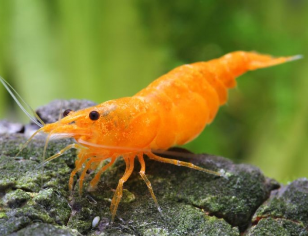 Crevettes Neocaridina Orange