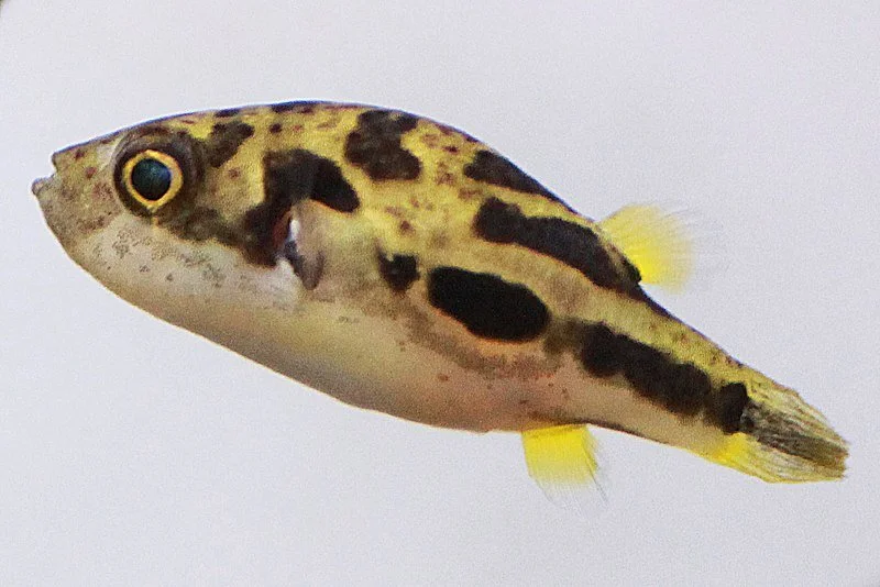 Pea Puffer, Puffer nain (Carinotetraodon travancoricus)