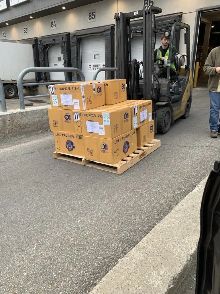 Une palette de boîtes en carton contenant des poissons tropicaux, étiquetées «Live Tropical Fish», située près d’un chariot élévateur dans une zone de chargement extérieure.