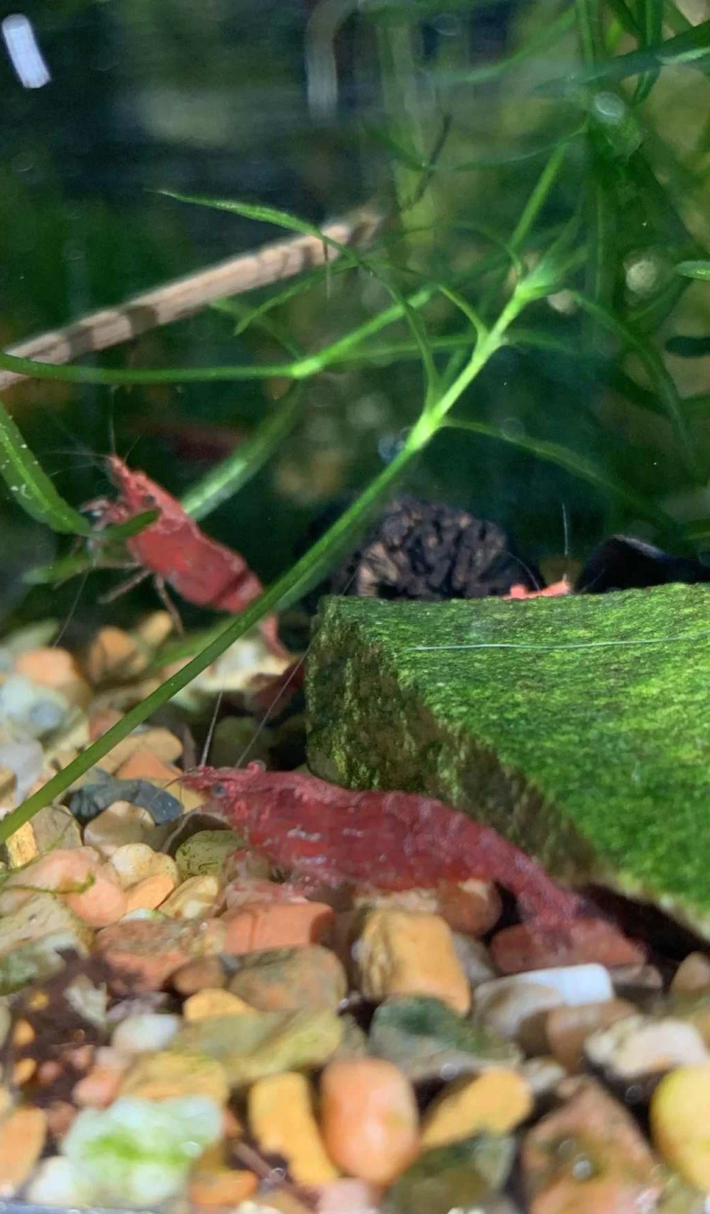 Crevette Red Cherry – Neocaridina