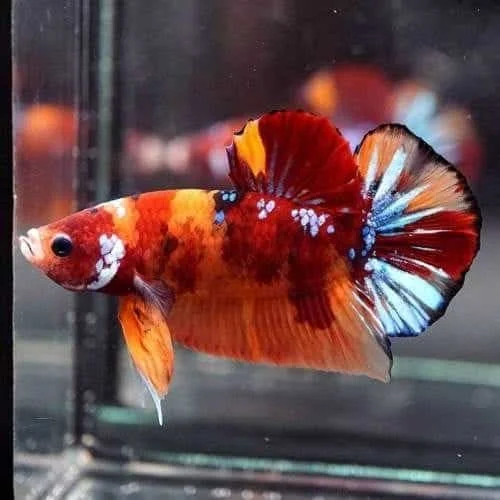 Betta galaxy/nemo imbellis