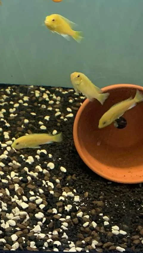 Cichlidés Mbuna Labidochromis ( Labidochromis caeruleus)