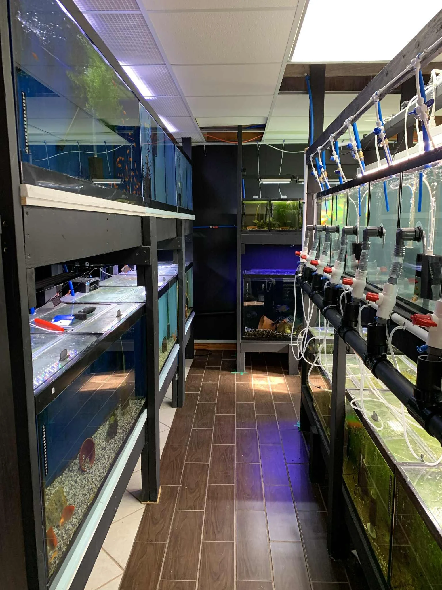 Une pièce d'aquariums avec plusieurs aquariums contenant des poissons et des plantes aquatiques, équipée de tubes et de filtres, avec un sol en carrelage brun.