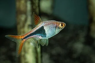 Rasbora Harlequin (Trigonostigma heteromorpha)