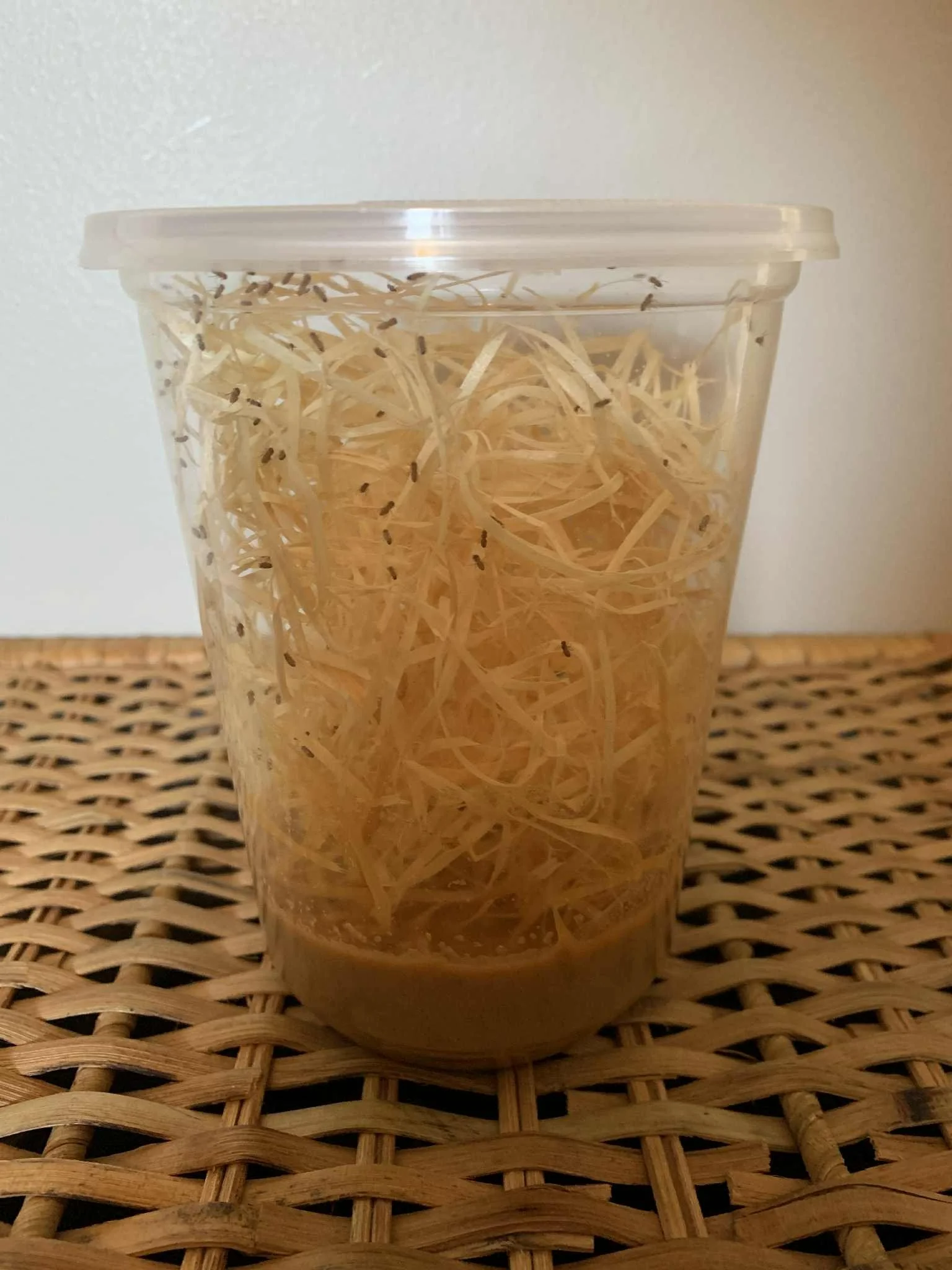 Culture de drosophiles (Drosophila melanogaster) – Nourriture vivante