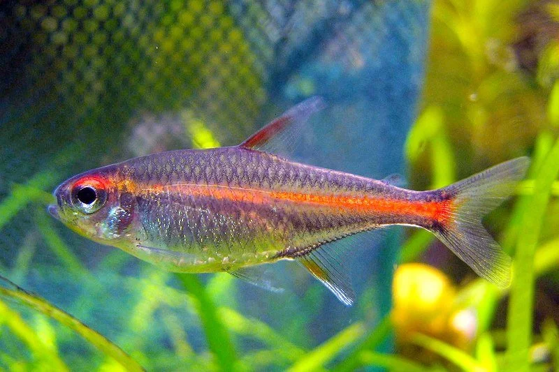 Tetra Glowlight (Hemigrammus erythrozonus)