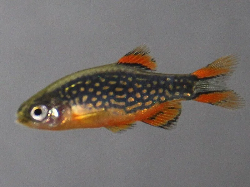 Galaxy Rasbora (Danio margaritatus / Celestial Pearl Danio)