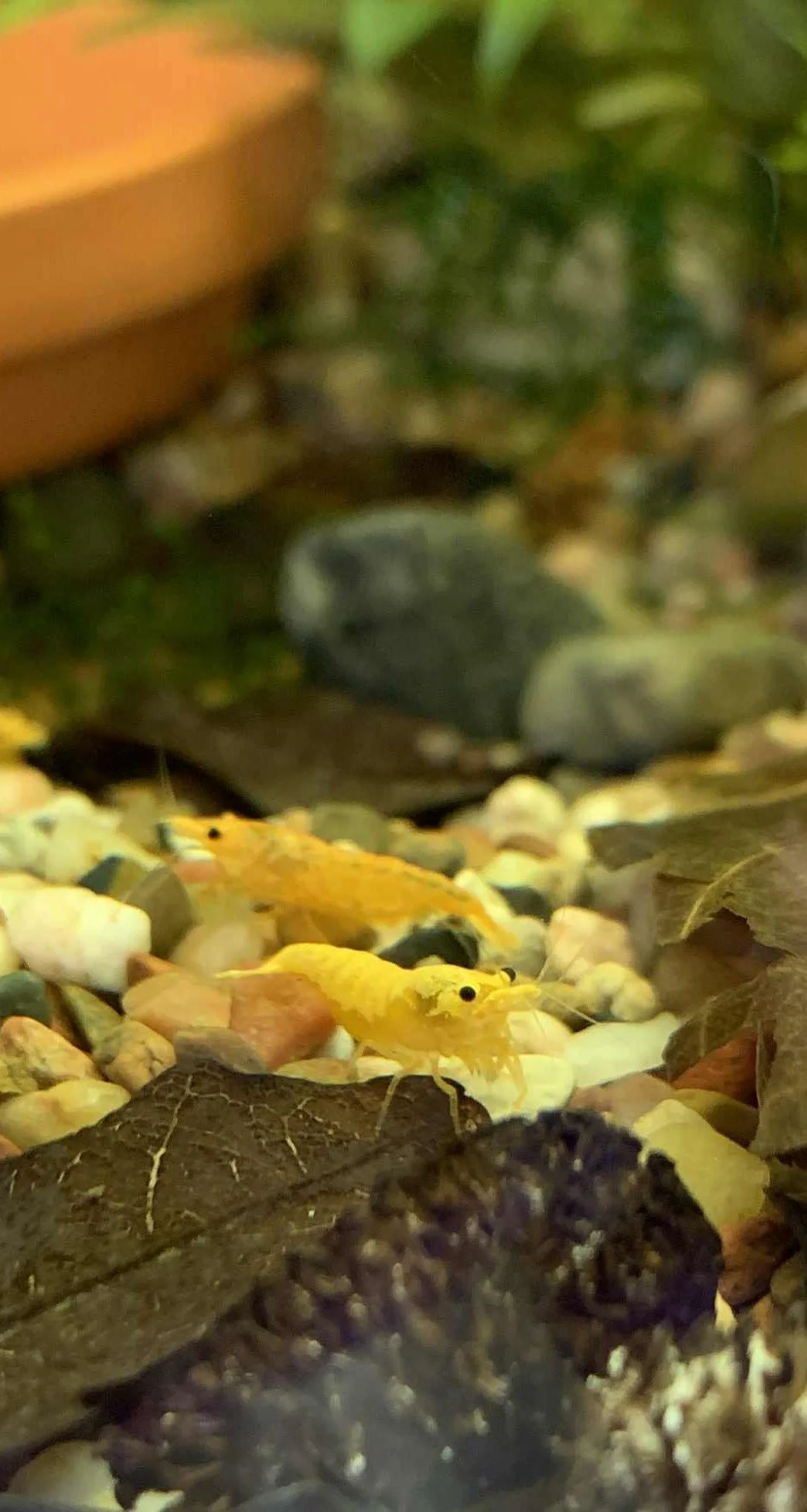 Crevette Neocaridina Yellow Banded