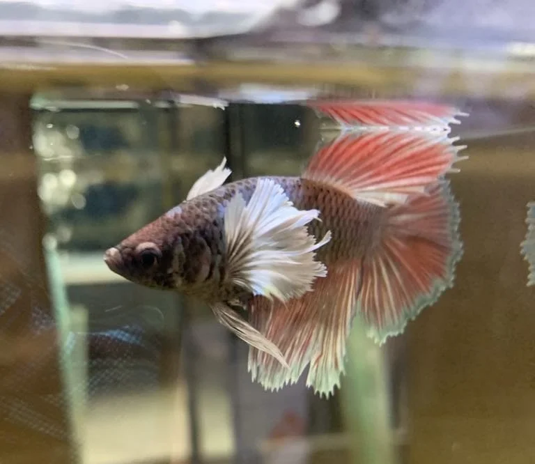 Betta dumbo femelle