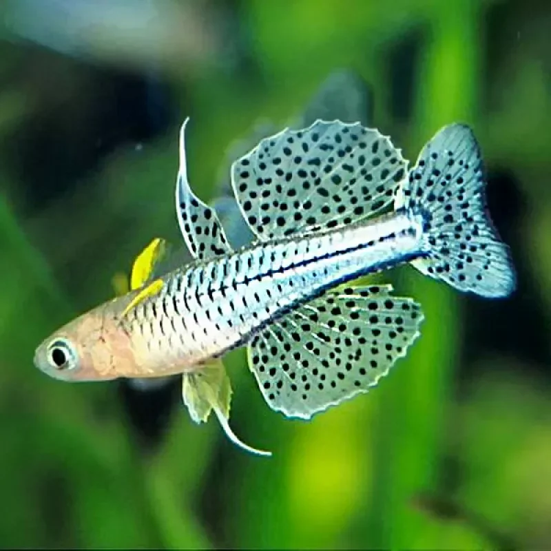 Pseudomugil gertrudae – Poisson  Arc-en-ciel (Rainbow spotted Blue eye)