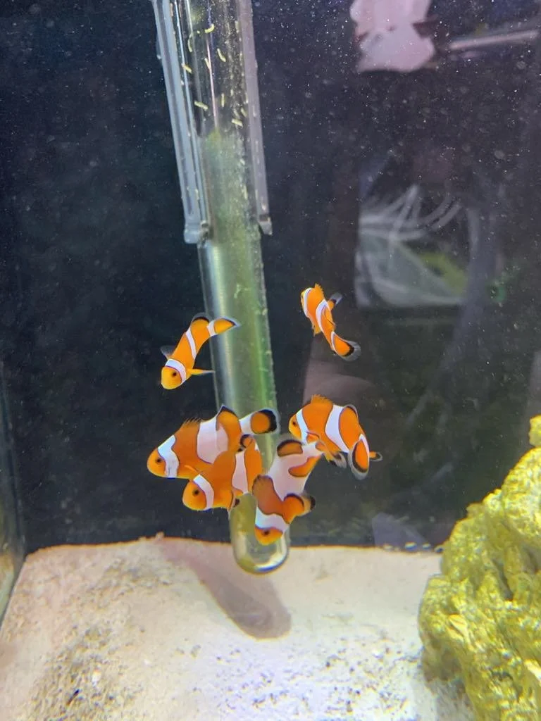 Poisson-clown Ocellaris (Amphiprion ocellaris) 2po