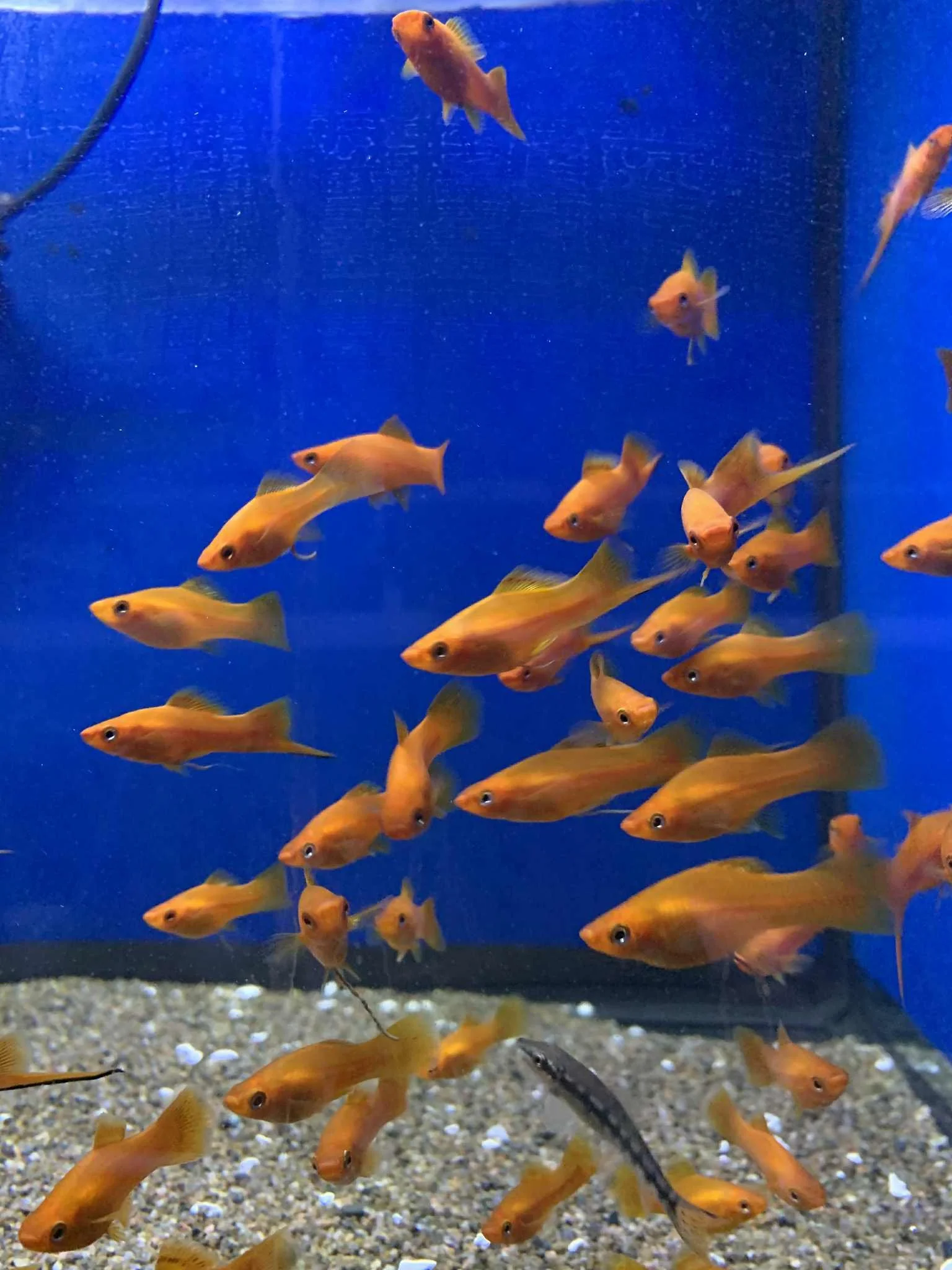 Queue d’épée orange (Xiphophorus hellerii) XL