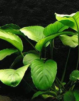 Anubias barteri var. barteri