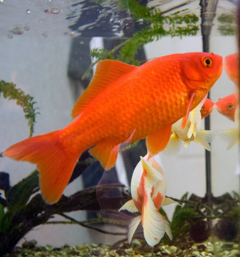 Poisson rouge, Goldfish (Carassius auratus) 5-6 po