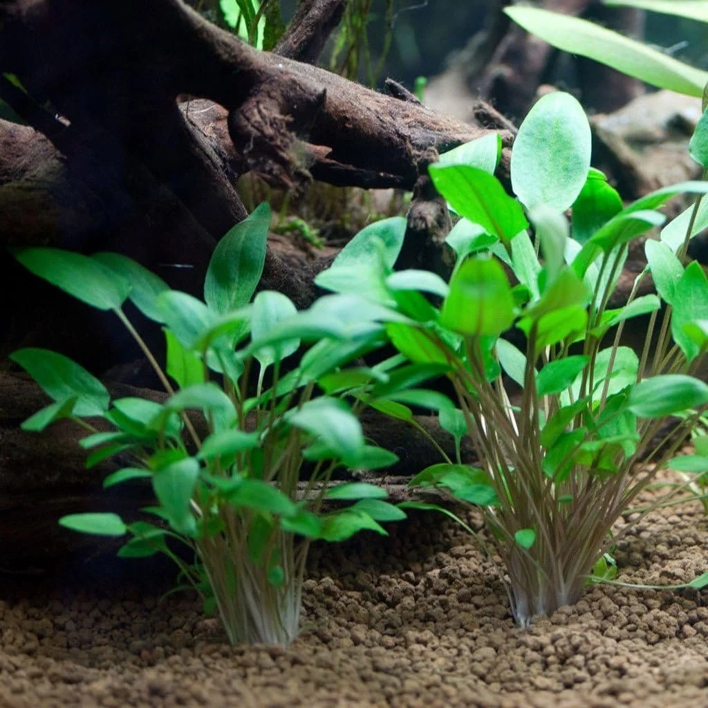 Cryptocoryne wendtii “Green”