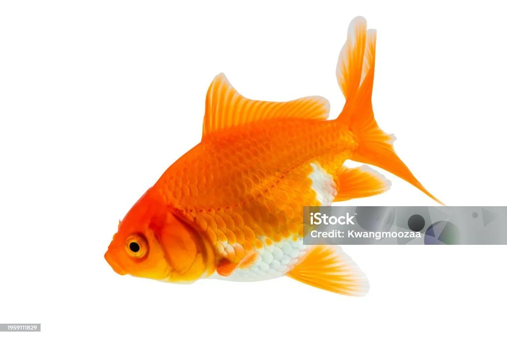 Oranda 2,5 à 3 po +