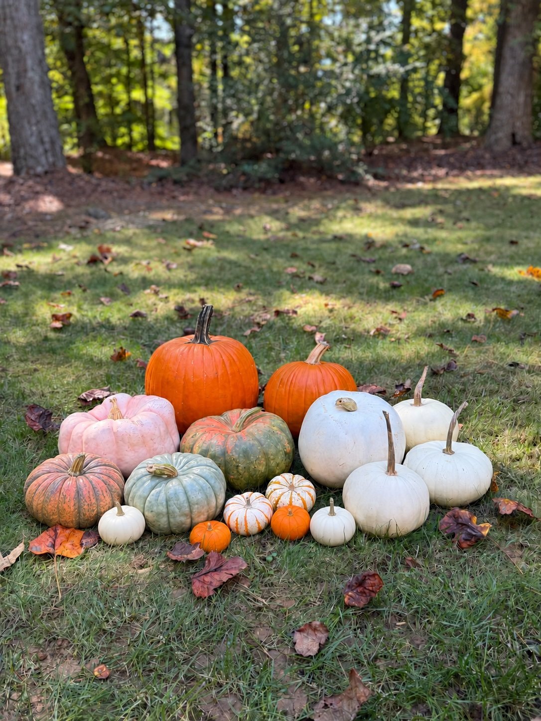 Package 1 pumpkins.jpg