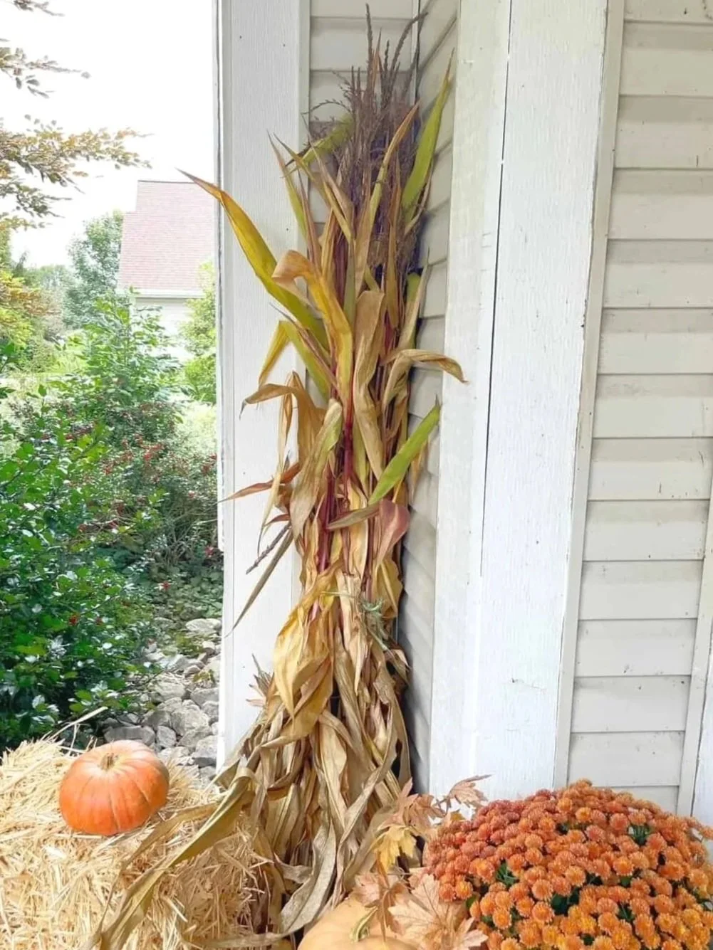Corn Stalks