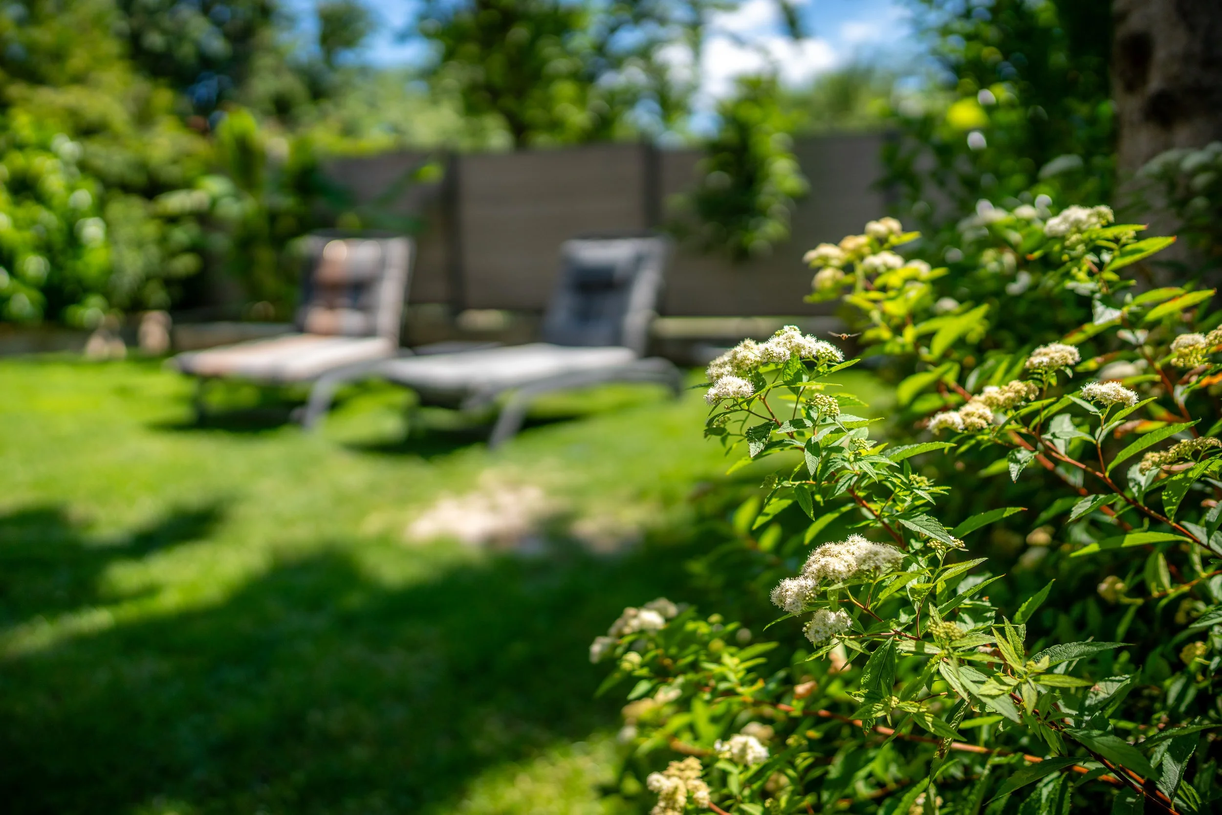 Garten mit weißen Blütensträuchern im Vordergrund, im Hintergrund zwei Liegestühle auf einer grünen Rasenfläche, umgeben von Bäumen und Hecken bei sonnigem Wetter.