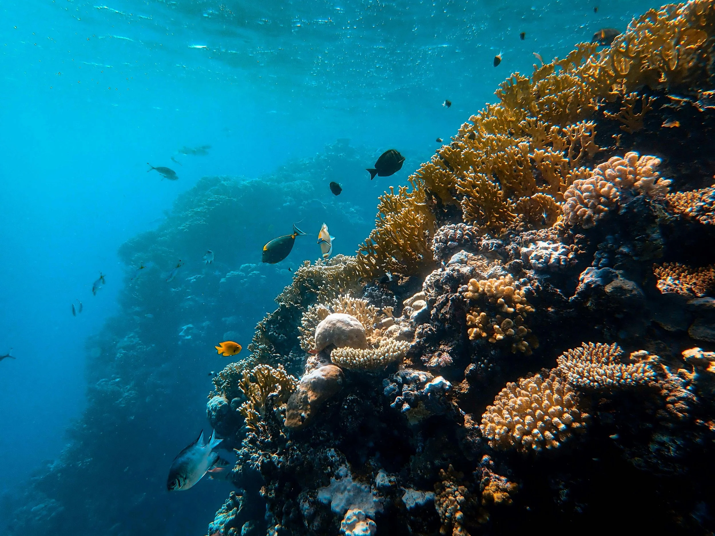 Underwater scene showing various colorful fish swimming near a coral reef.