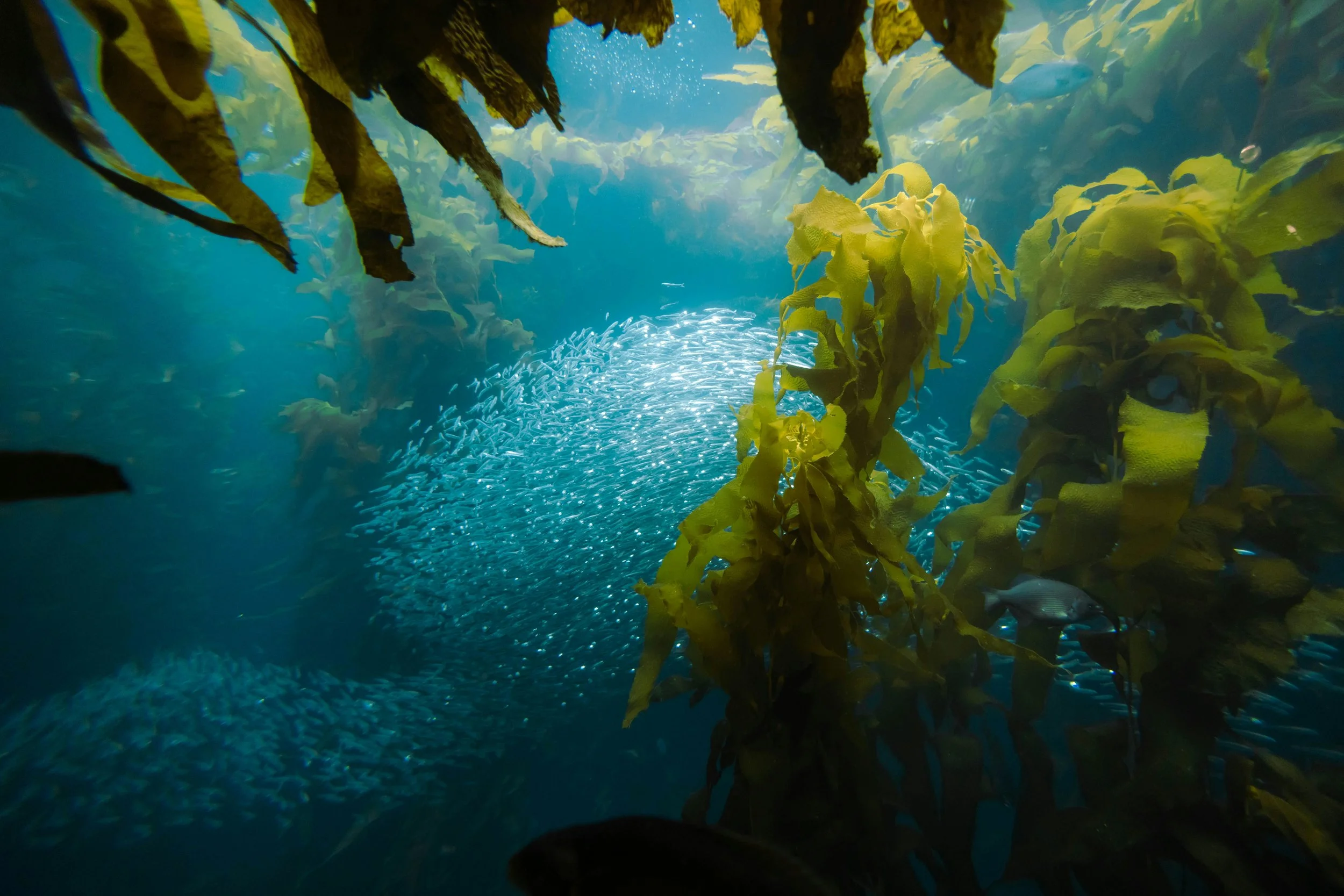 Underwater scene of kelp forest with a school of fish swimming in the background.