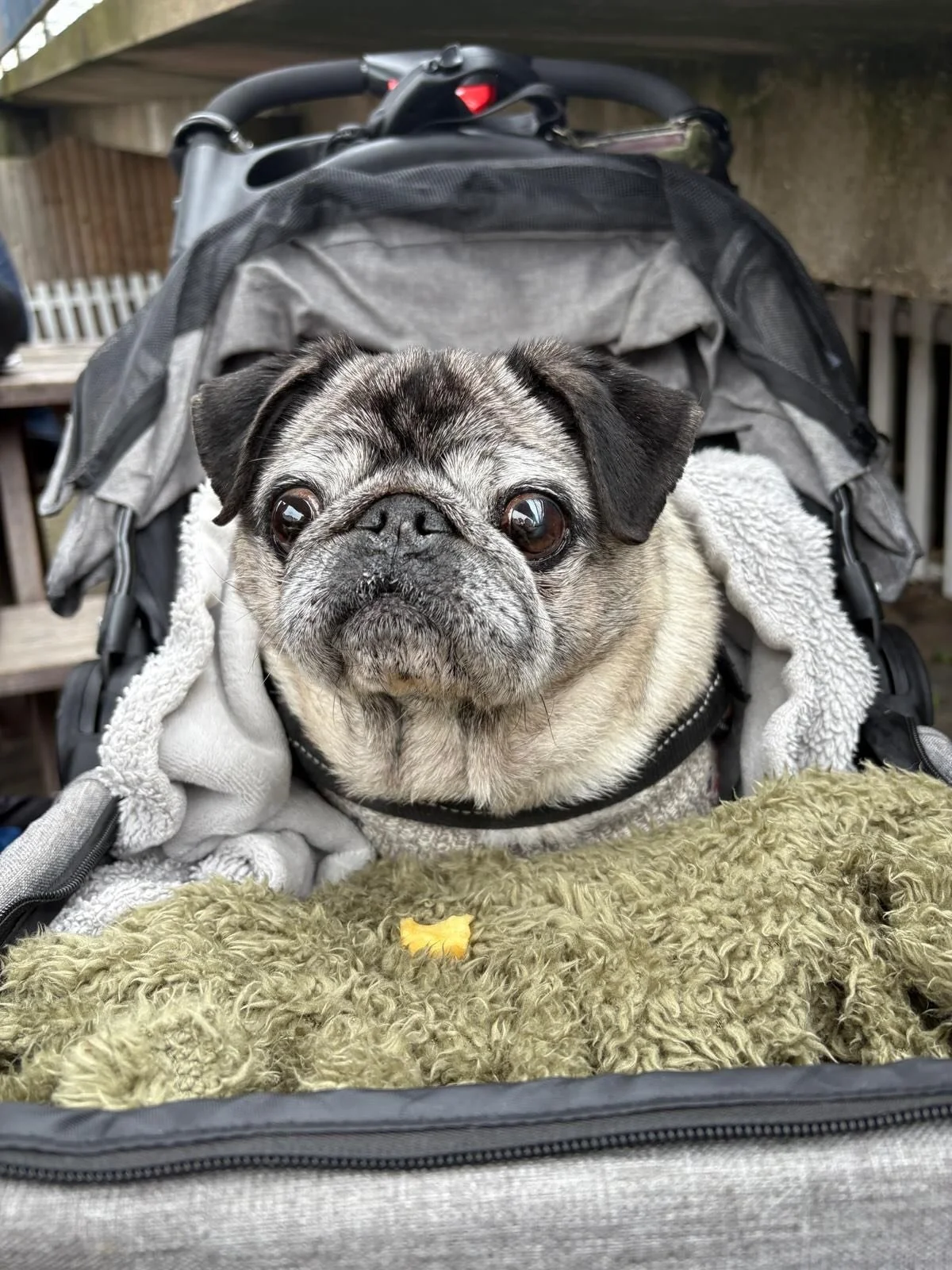 In loving memory of a very special boy, Doug 2012-2026 

Loving this beautiful work of art so kindly crafted for me by @elise.inks the rainy day and bright sun both such required elements for growth, Doug taught us all a lot, as a small disabled pug 