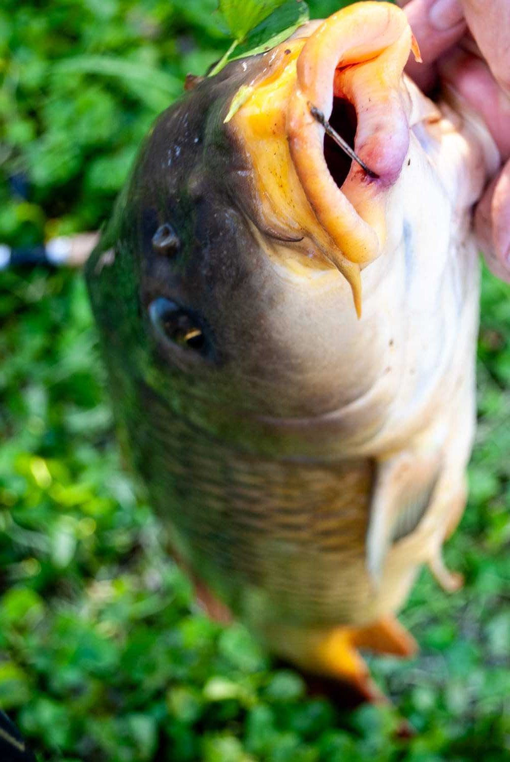 Carp from a Neshanic stretch.