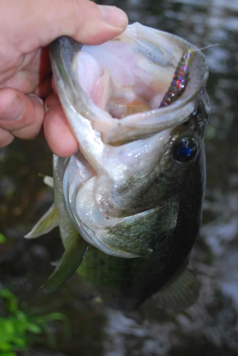Bass from Mount Hope on plastic.
