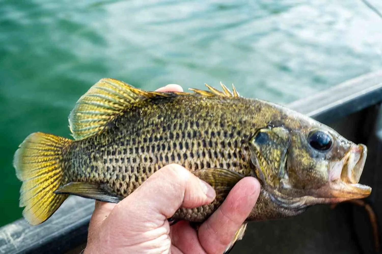 A rock bass.