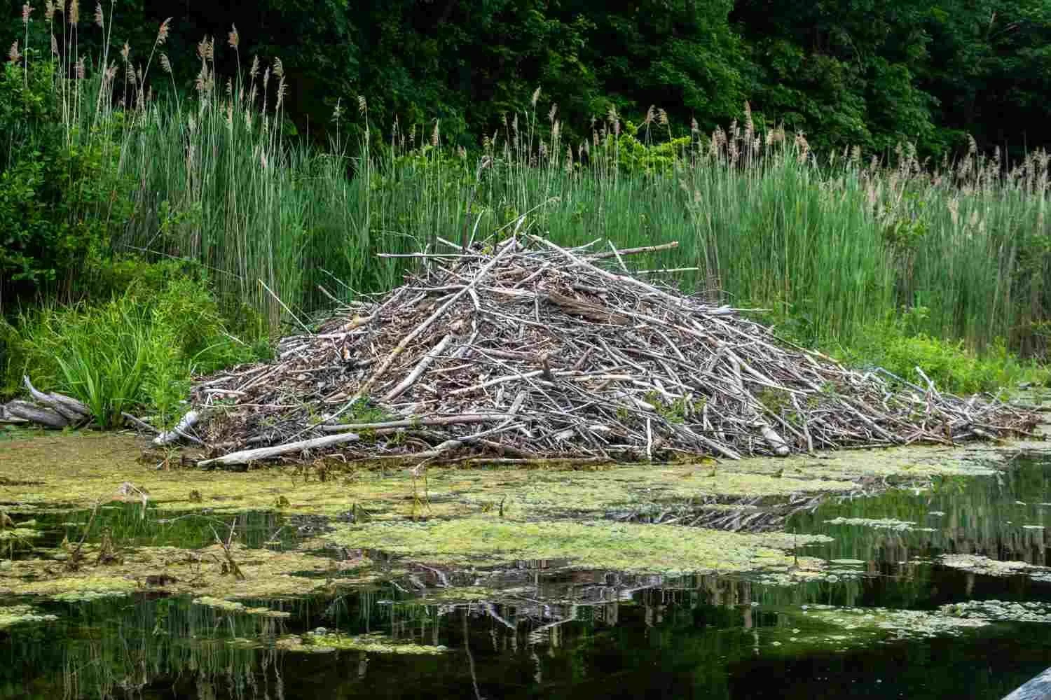 A beaver's house.